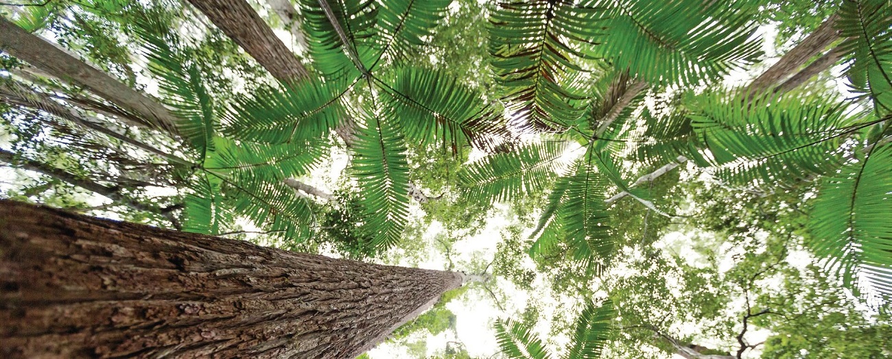 The Rainforests of Fraser Island