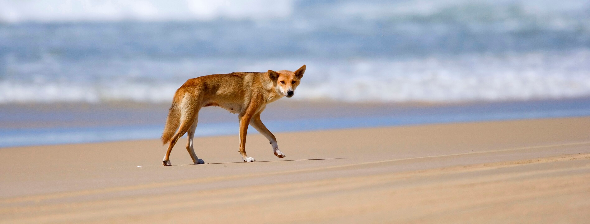 How many dingoes are there on Fraser Island?
